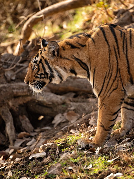Sujan-tiger-2