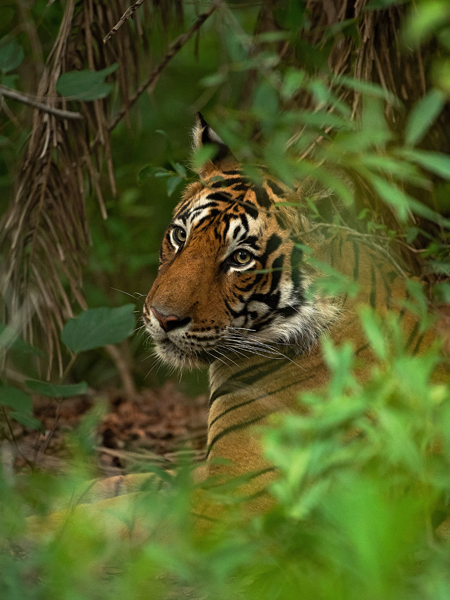 Sujan-tiger-4
