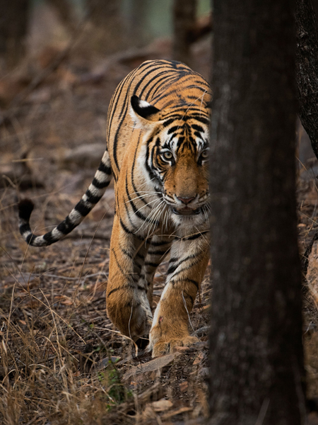 Sujan-tiger-slipper-3